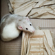 Illustration for article titled The $500 Van Presents: Rat Smuggling Tips (Alleged)